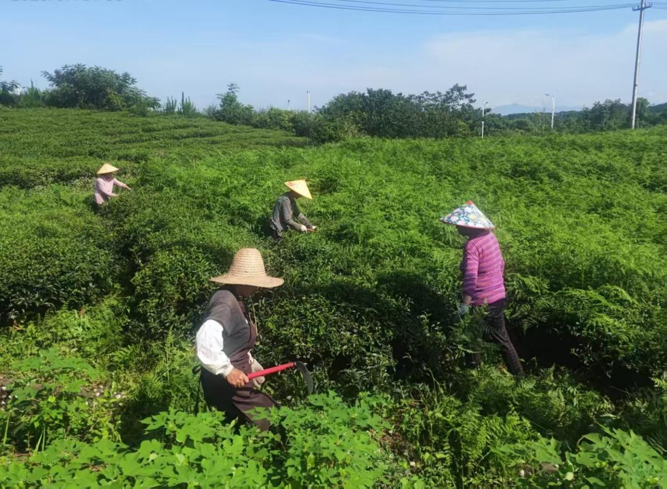 屯溪實(shí)驗(yàn)茶場(chǎng)加強(qiáng)夏季茶園管護(hù) 賦能茶產(chǎn)業(yè)提質(zhì)增效